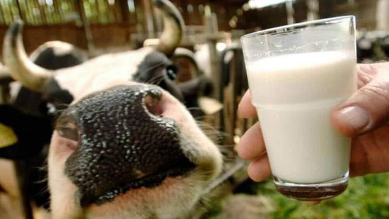 Молоко, как средство повышения интеллекта