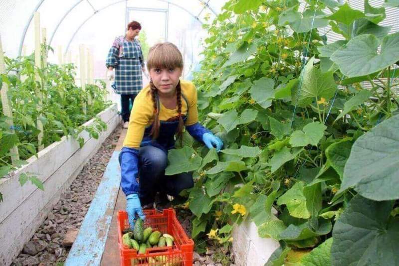 Первые выпускники «Агрошколы» получили работу на сельхозпредприятиях Хабаровского края