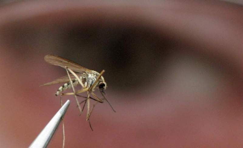 Россиян предупредили о комарах-переносчиках опасной болезни
