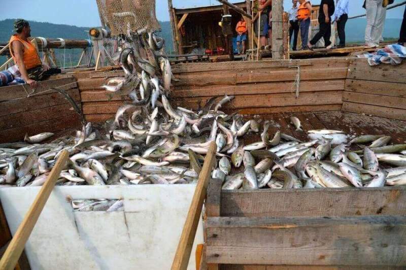 Новый рекорд вылова красной рыбы установлен в Хабаровском крае