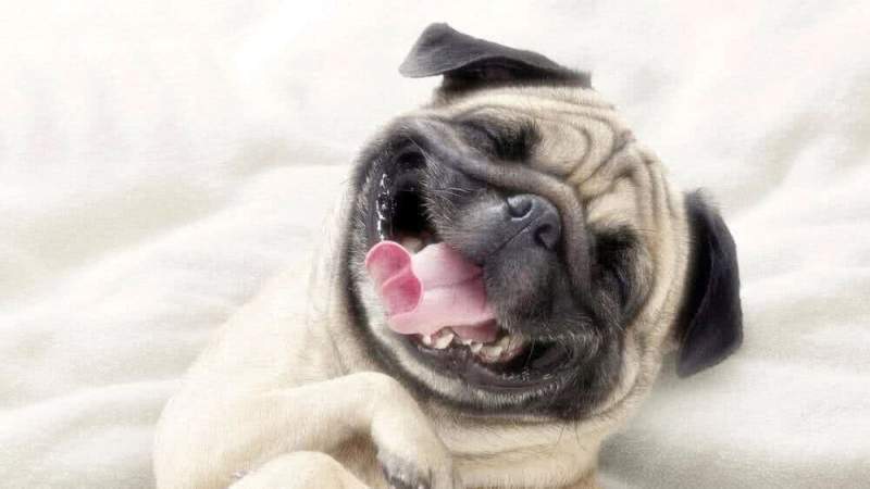 Зоологи: «Гормон счастья влияет на собак также, как и на человека»
