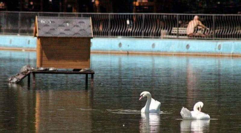 Зачем нужны домики для водоплавающих птиц?