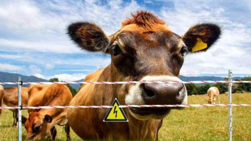 В Челябинске таинственно пропало стадо плюшевых коров