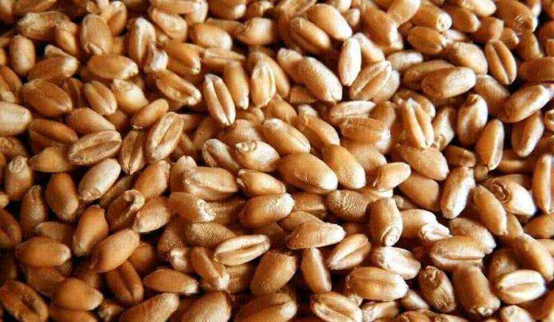 Озимая и яровая пшеница