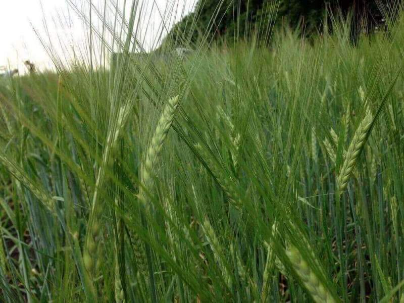 Урожай зерновых культур на Тамбовщине приближается к миллиону тонн