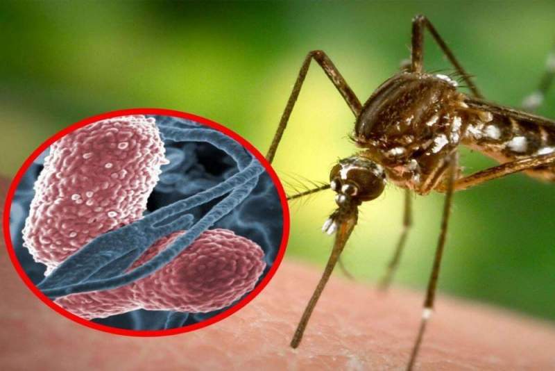 Россиян предупредили о комарах-переносчиках опасной болезни
