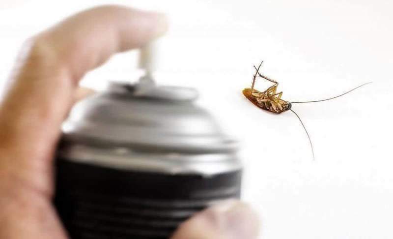 Почему в квартире появляются тараканы