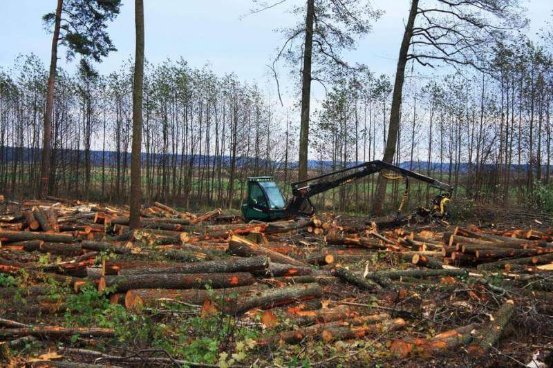 Когда прекратится распил заповедных подмосковных лесов?