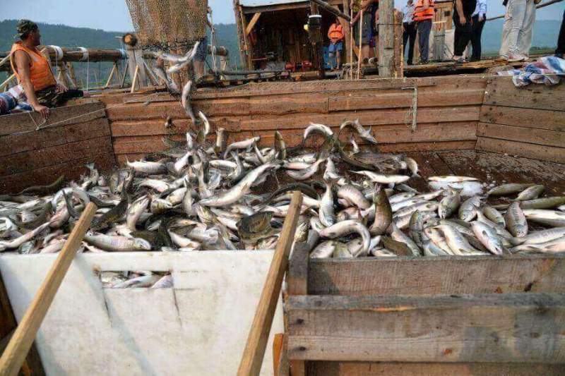 Рыбная отрасль Хабаровского края установила новый рекорд вылова за последние 25 лет