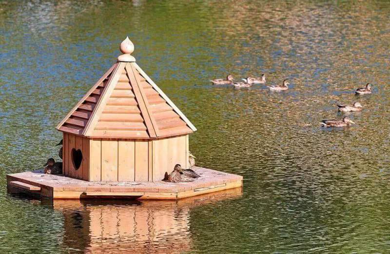 Зачем нужны домики для водоплавающих птиц?