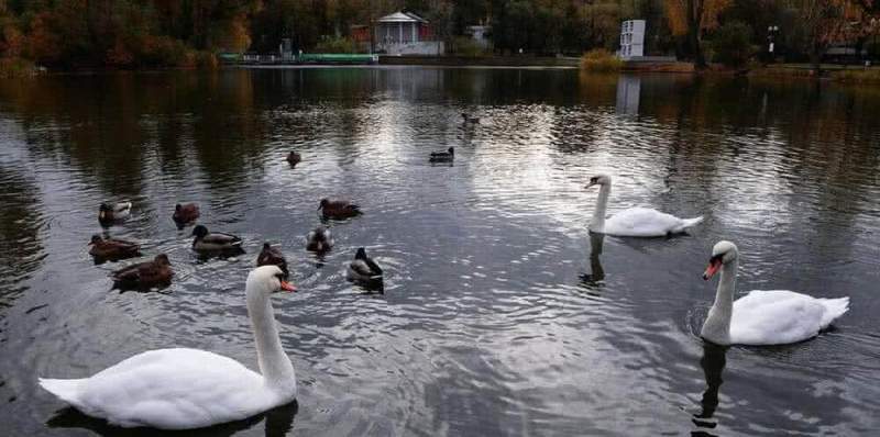 Зачем нужны домики для водоплавающих птиц?