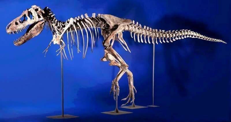 Ученые нашли останки динозавра «в положении»