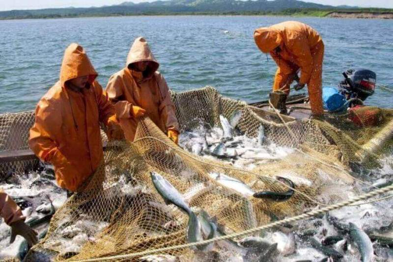 Меры по регулированию рыбного промысла в реке Амур усовершенствуют 