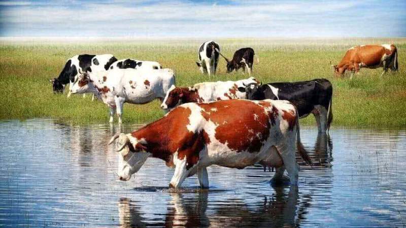 Коровы могут стать причиной пандемии
