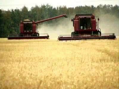 Тамбовские хлеборобы собрали два миллиона тонн зерна