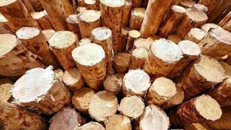 Capital Level о новой стратегии развития лесопромышленной отрасли в России