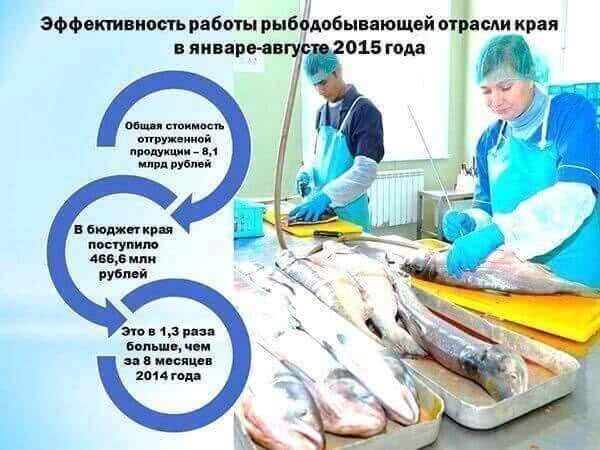 Эффективность работы рыбодобывающей отрасли Хабаровского края в январе-августе 2015 года