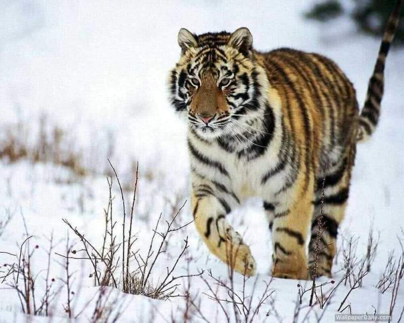 Численность амурских тигров в Хабаровском крае возросла почти в полтора раза за 10 лет