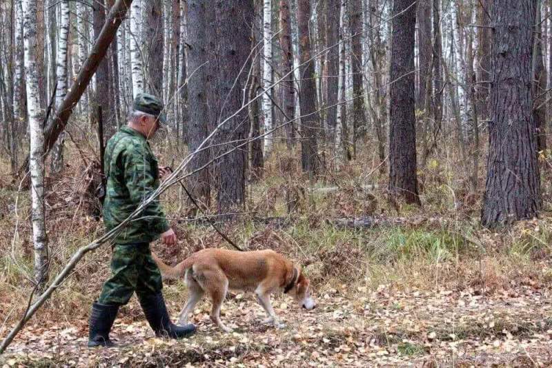 В Нижегородской области открывается сезон охоты с собаками