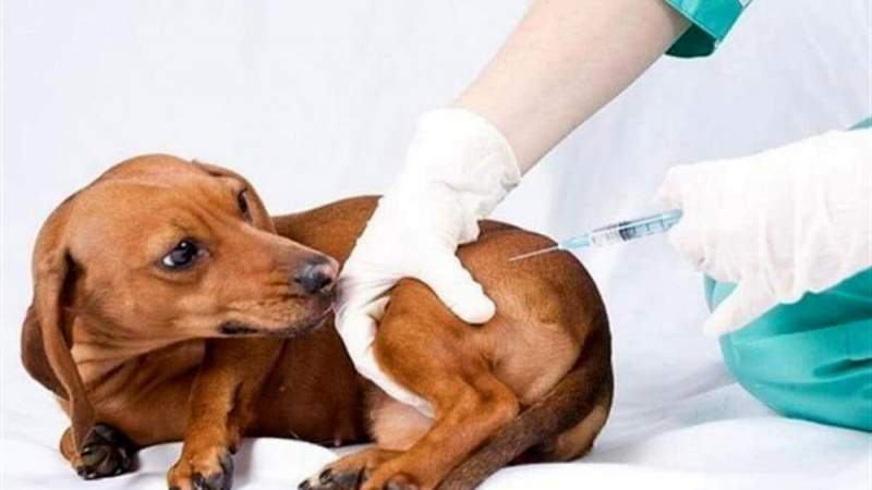Вакцинация собак всех пород. Прививки в ветклинике