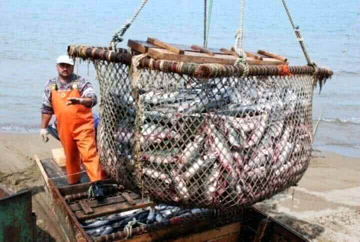 Рыбная промышленность Хабаровского края бьет рекорды