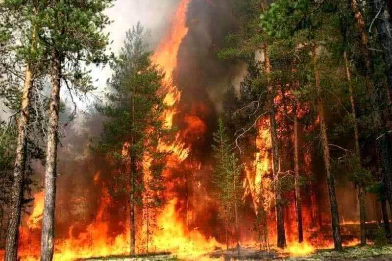 В России нашли способ борьбы с лесными пожарами