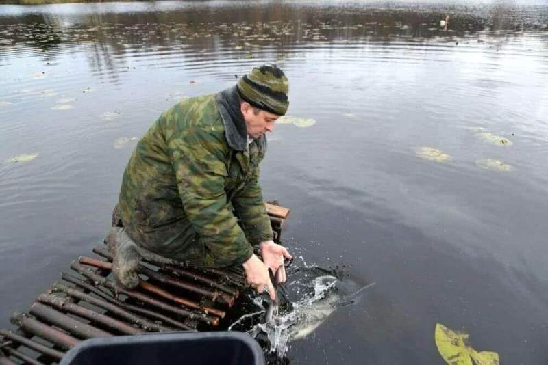 «150 кг веслоноса впервые выпущено в Павловские озера», - Борис Селяков.
