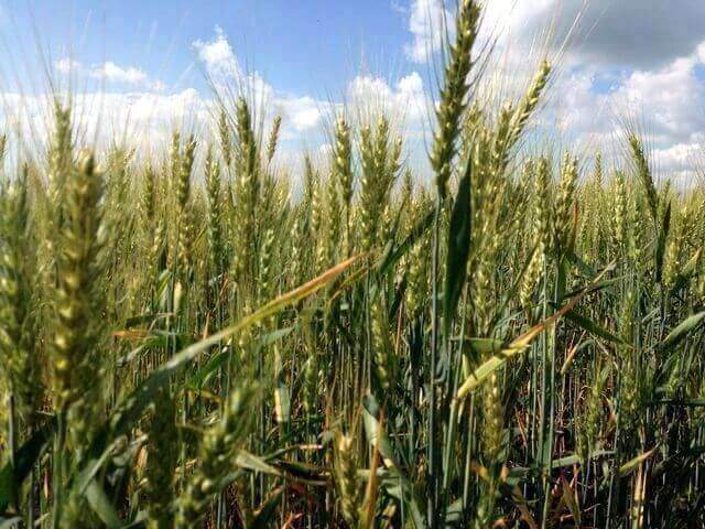 Тамбовские хлеборобы собрали более 2,7 миллиона тонн зерна