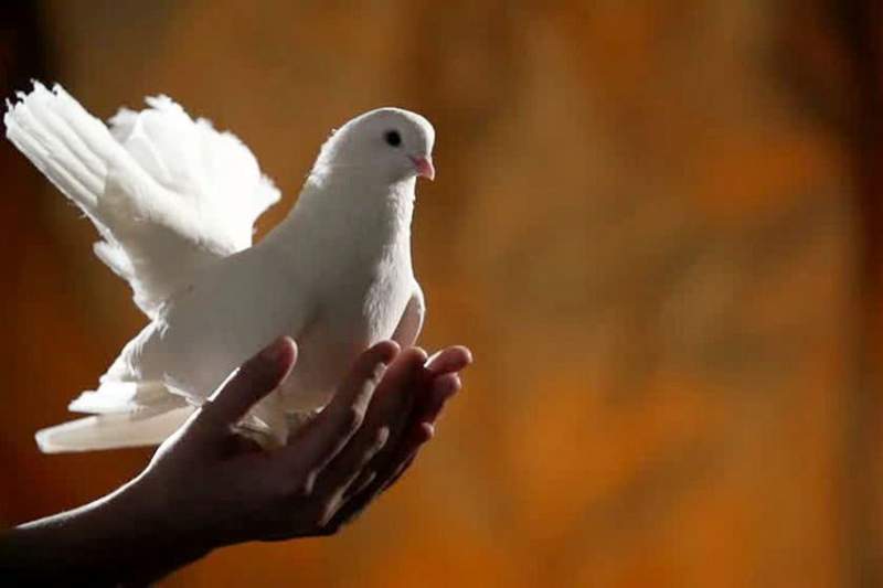 Тамбовская область приглашает на новый фестиваль – «Птица на ладони»