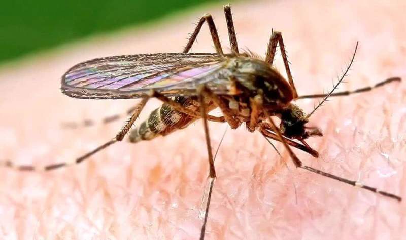 Способы борьбы с комарами
