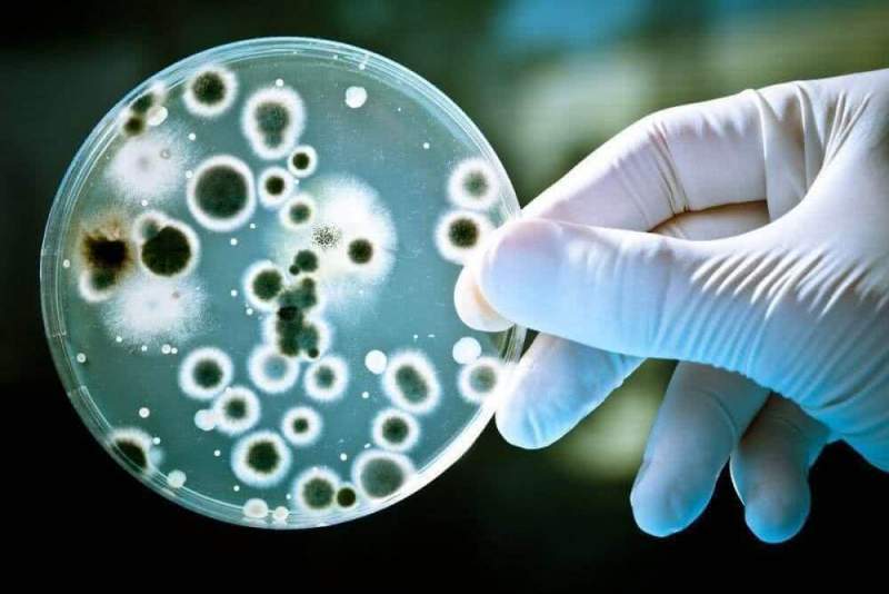 Обнаружена бактерия устойчивая ко всем антибиотикам