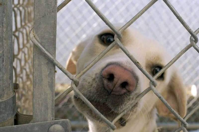 Российские регионы будут регулировать численность бездомных собак гуманными методами