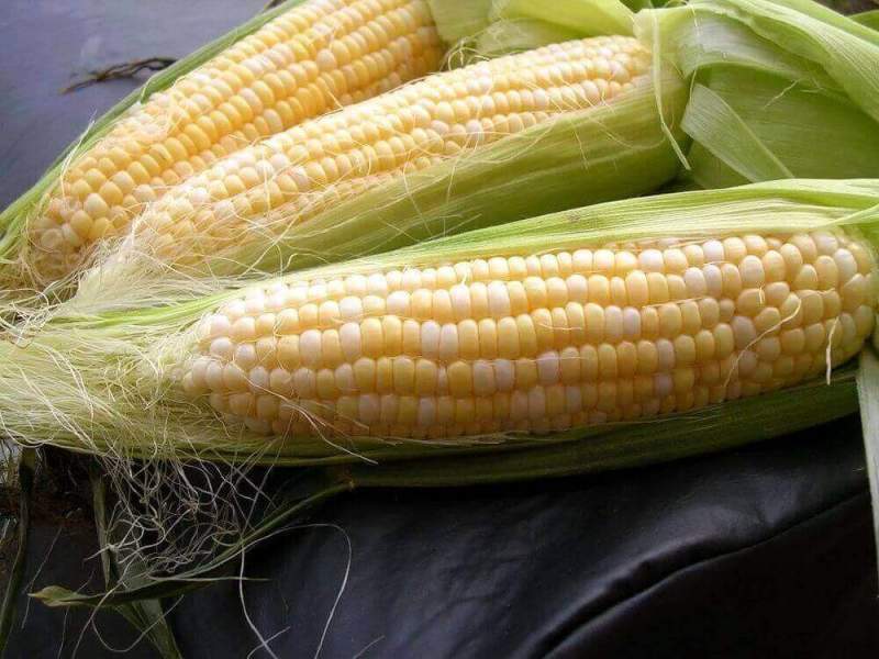 Кукуруза может стать питательнее