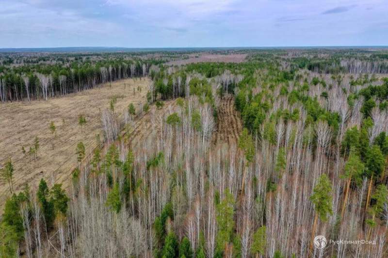В Свердловской области прошла народная посадка леса 
