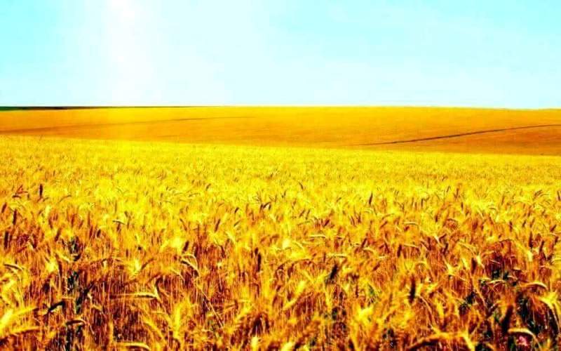 Новый мутаген из Сибири улучшит пшеницу
