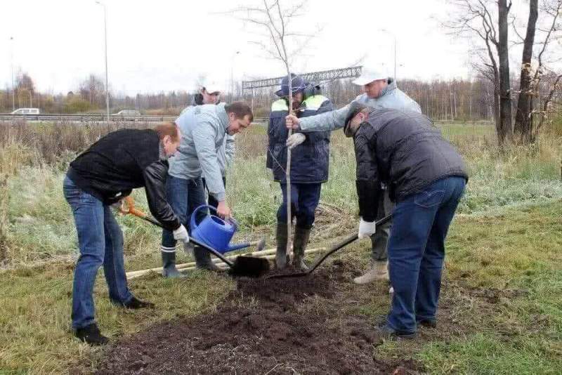 Активисты ОНФ высадили более 500 деревьев у полигона «Новоселки» в Санкт-Петербурге