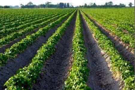 Тамбовская область увеличивает объёмы производства картофеля