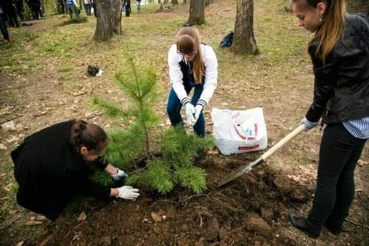 Хабаровский край присоединится к экологической акции «Всероссийский день посадки леса»