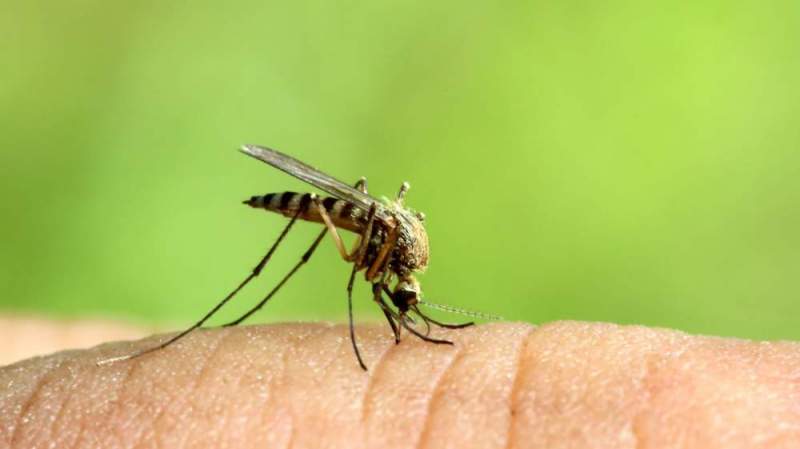 Уничтожение комаров на участке