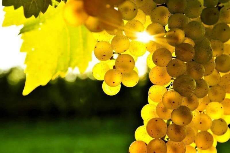 Ягоды винограда помогут в борьбе с Альцгеймером