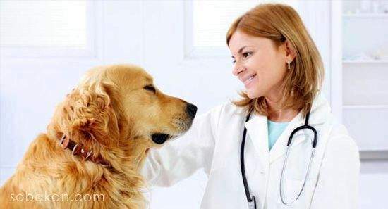 Ветеринарная помощь на дом