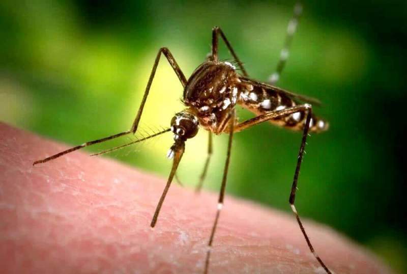 Комары оказались опаснее, чем считалось ранее