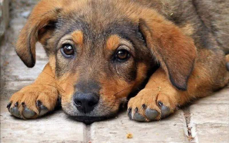 Под петицией с требованием принять закон о животных оставили подписи 200000 человек