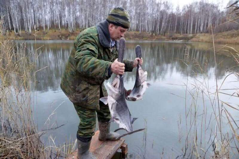 «150 кг веслоноса впервые выпущено в Павловские озера», - Борис Селяков.
