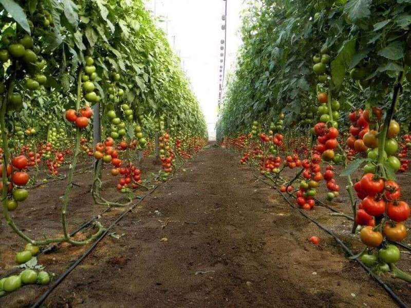 Тбилисский район Краснодарского края представляет проект в области сельского хозяйства