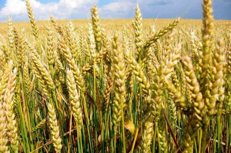 Озимая и яровая пшеница