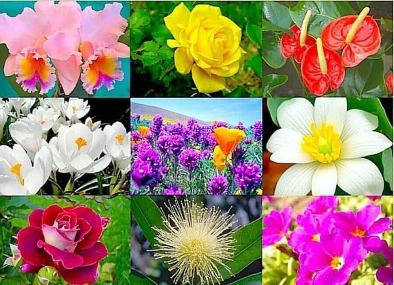 Волшебный мир цветов