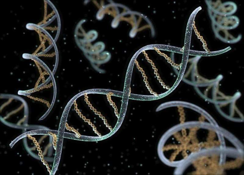 Абсолютно новая форма ДНК обнаружена учеными