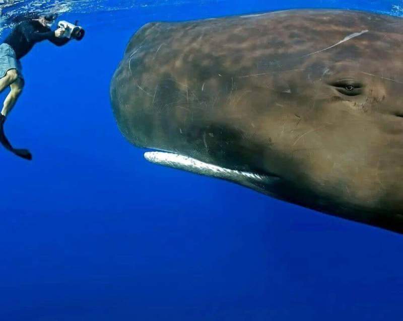 Ученые занимаются расшифровкой «речи» китов
