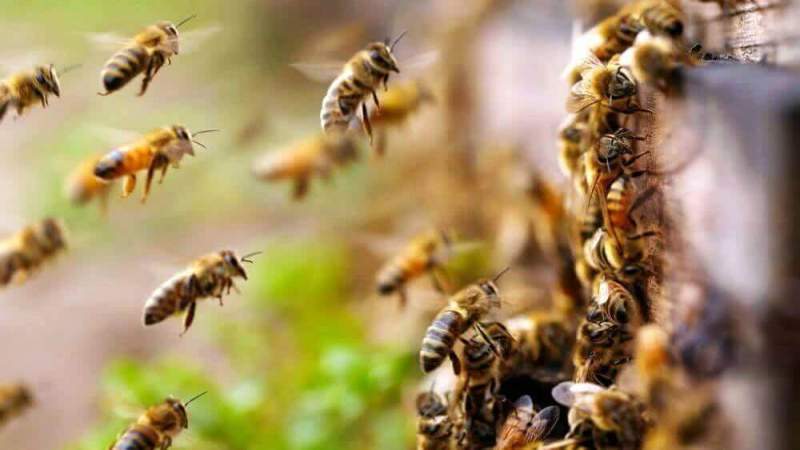 Глобальное потепление угрожает пчелам